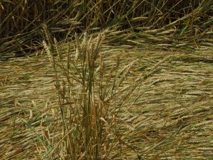 Crop circle