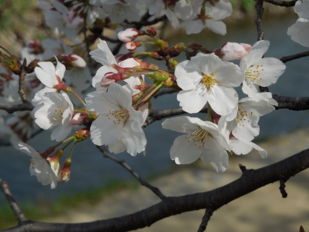 Cherry blossom