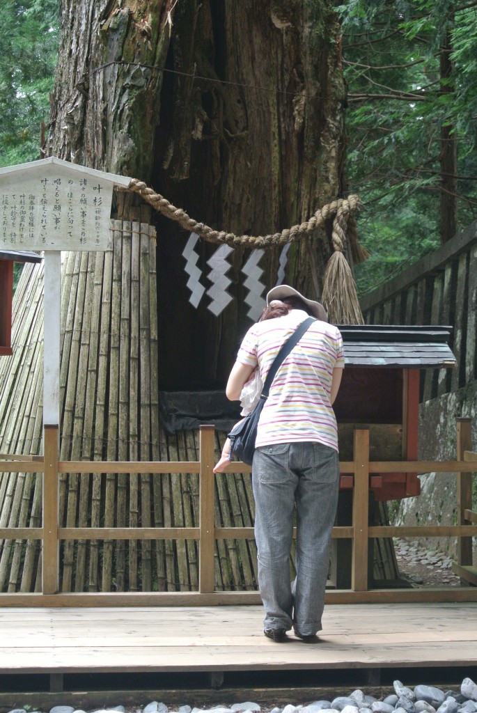 Shinboku, sacred tree