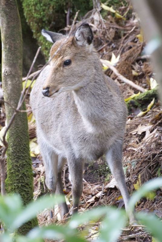 Like other island mammals, the Yakushima deer is smaller than on the mainland.