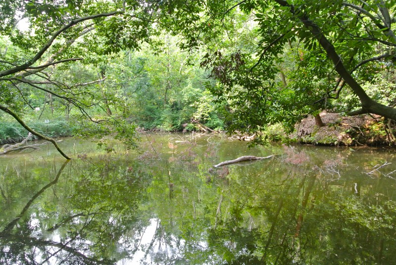 Dragon Pond