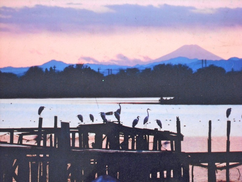 Fuji and herons