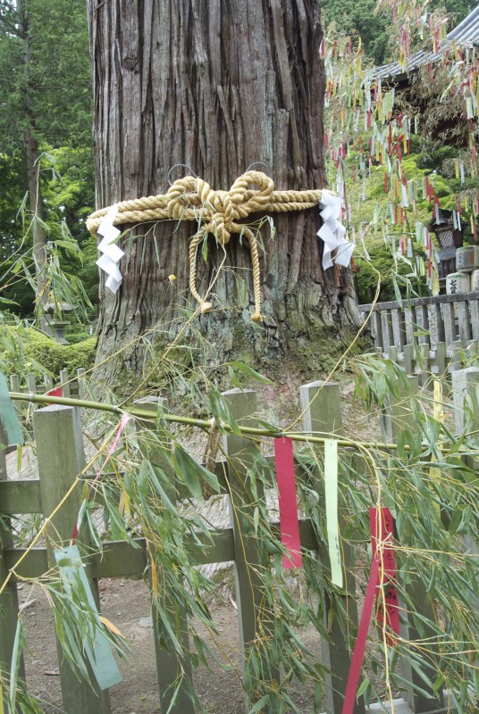 Tanabata decorations and a sacred tree
