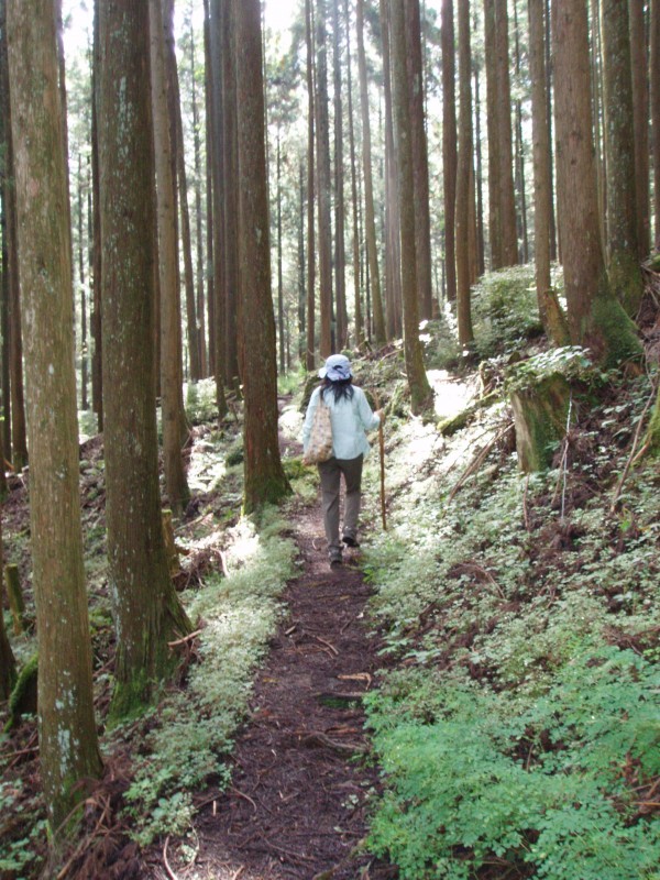 Wooded hill track