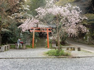 Cherry blossom subshrine