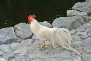 A white rooster at Ise Jingu, safe from carnivores, serves as an attendant to Amaterasu