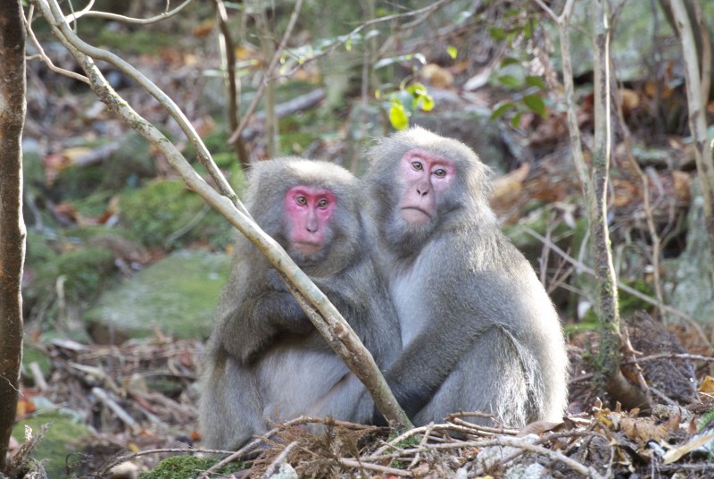 45 Yakushima 9 Two monkeys