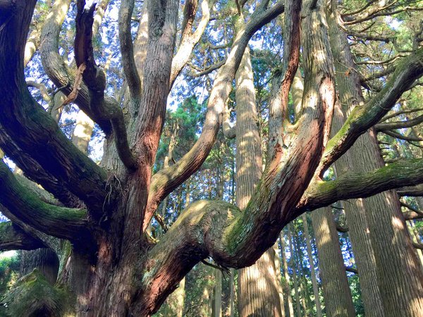 Not far away are awe-inspiring giant cedars (courtesy Sakiko Yoshimoto)