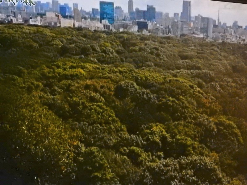 An oasis of greenery in a city of concrete