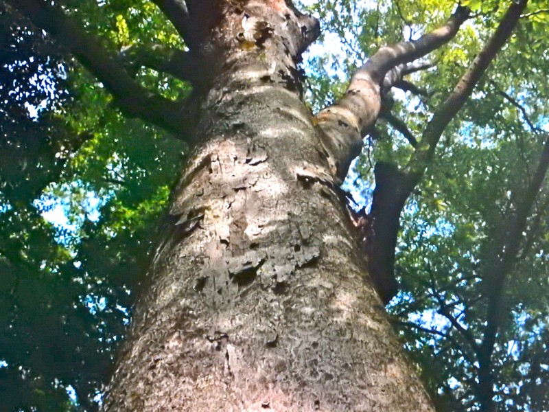 Meiji Shrine tree