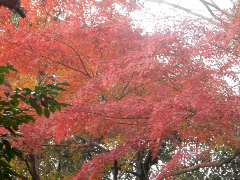 Momiji maples