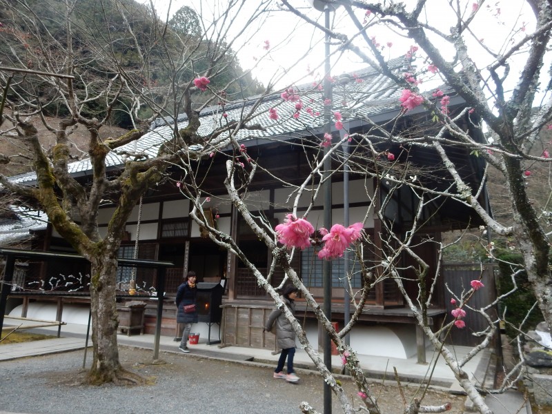 Spring is in the air... and the plum blossom is out early this year.