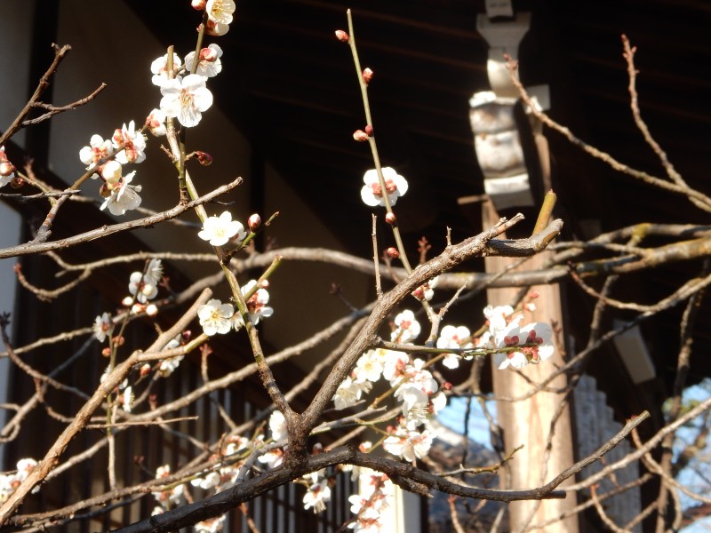 Seasonal awareness is part of the Japanese tradition too, both Shinto and Buddhist. The plum blossom have been out early this year, this fellow found basking in the sun at the Nichiren temple.