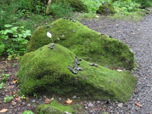 Living rock at Togakushi Jinja