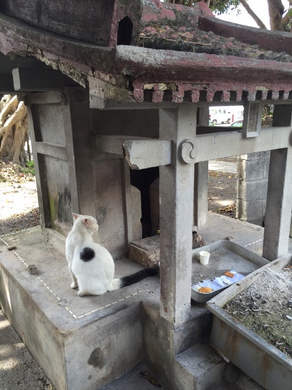 This cat at an utaki clearly had a taste for the spiritual