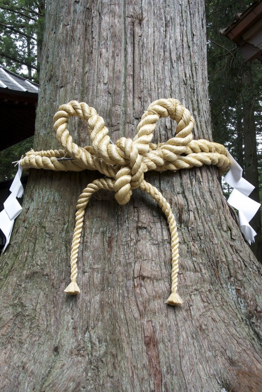 Nicely wrapped sacred tree on the island of Shiraishi