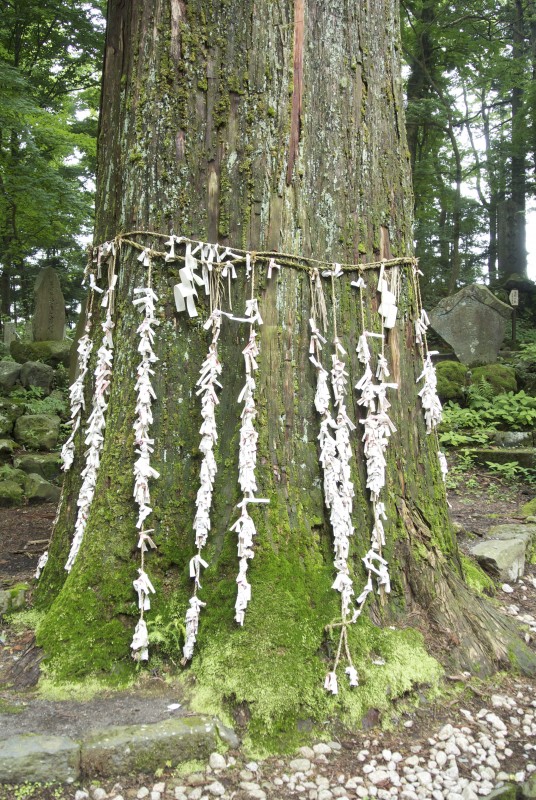 Sacred tree dressed up in its best finery