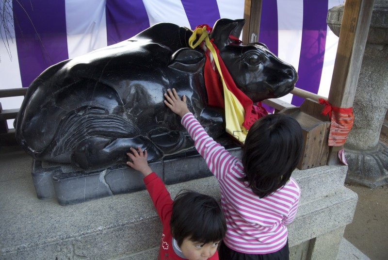 Children stroke the ox at Kitano Tenmangu, a symbol of Sugawara no Michizane since according to tradition the animal pulling his funeral cart insisted on his burial place by refusing to move any further.