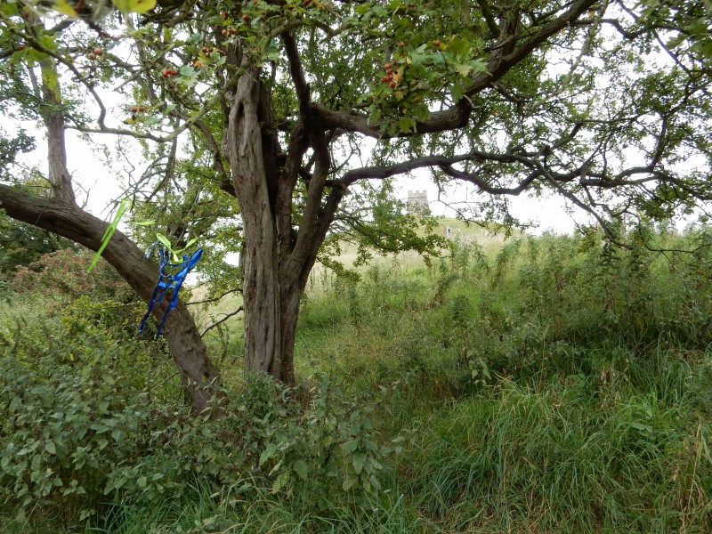 Pagan prayer ribbons on a tree by the path to the Tor